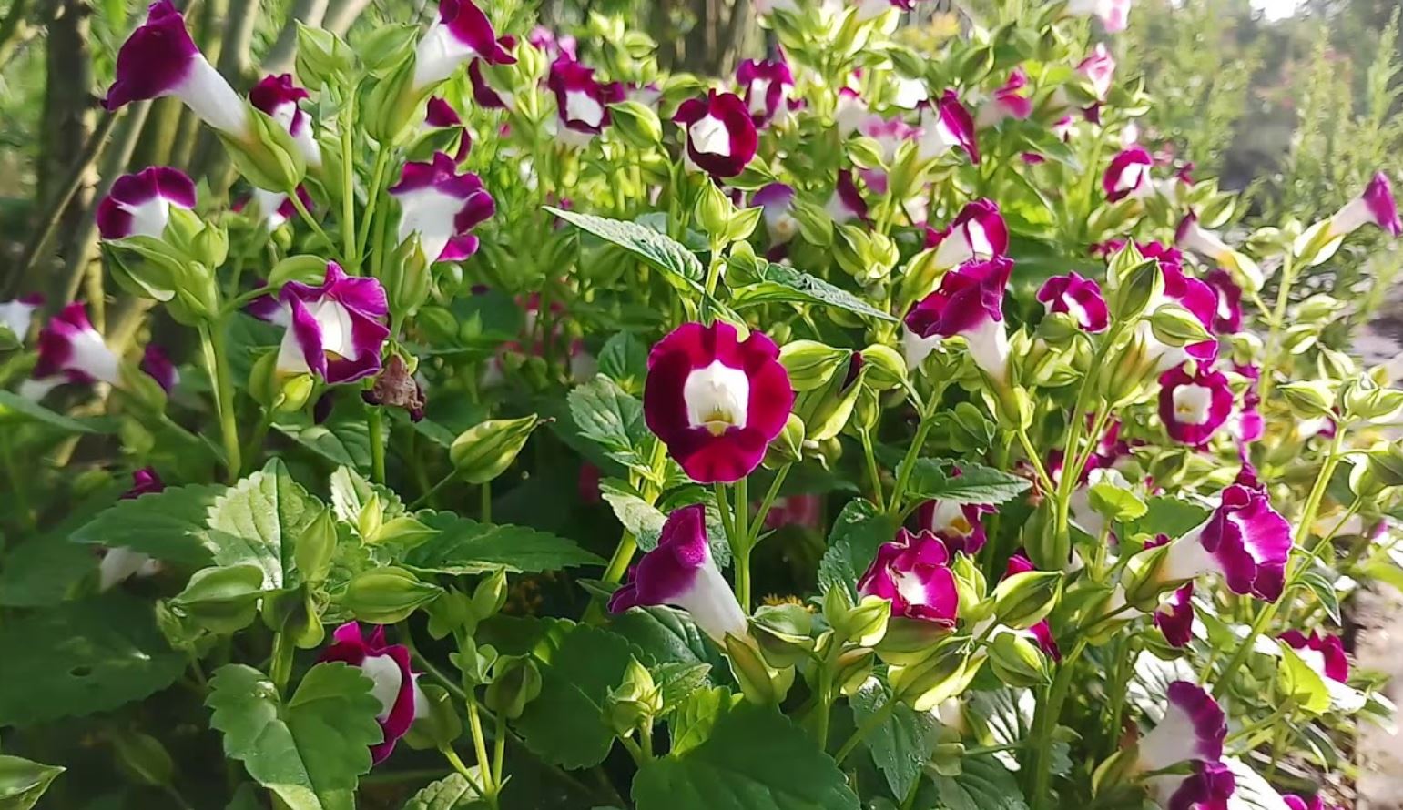 &Yacute; nghĩa phong thủy v&agrave; mệnh hợp của c&acirc;y Hoa Tố Li&ecirc;n